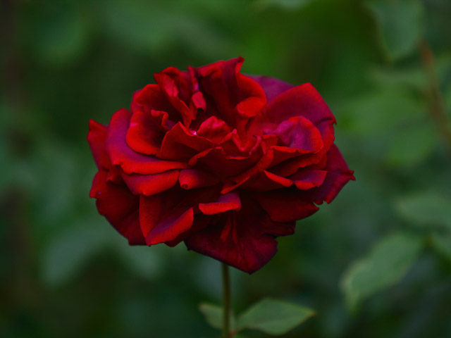 red, red rose