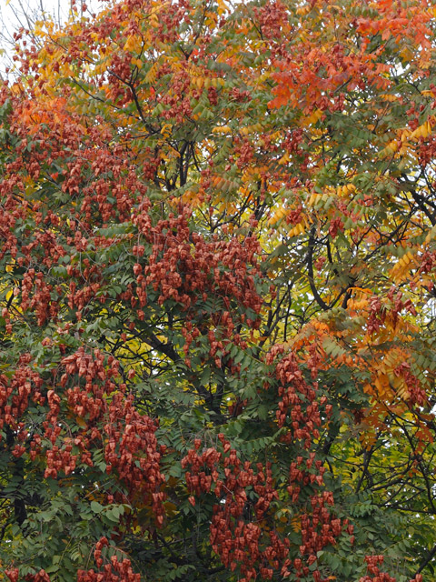 Autumn hues II