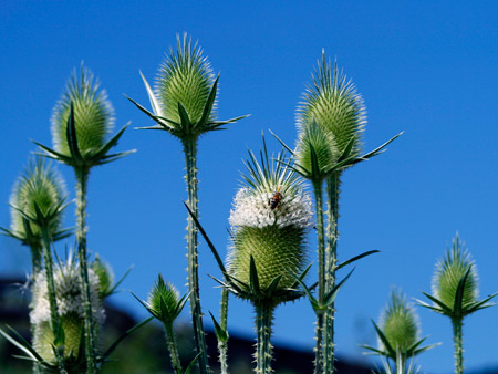 Wild Teasels