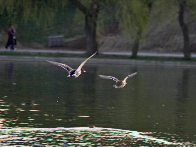 Ducks landing