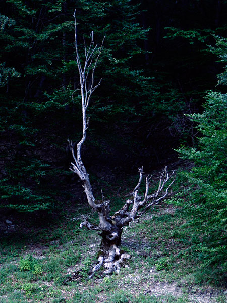 old-tree.jpg