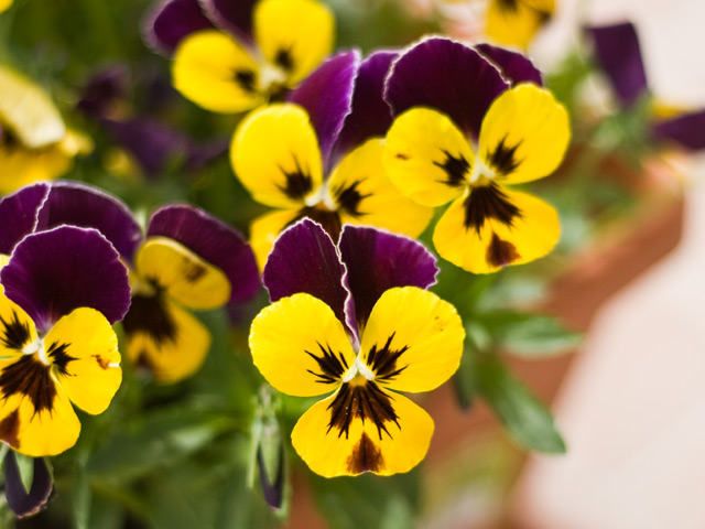 Viola tricolor