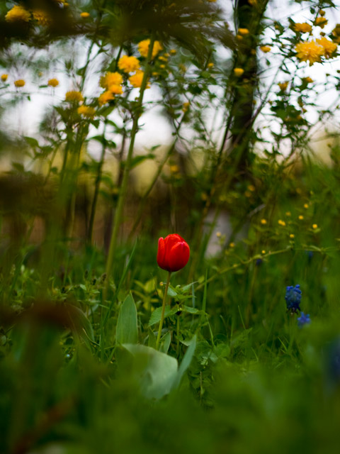 Lonley tulip