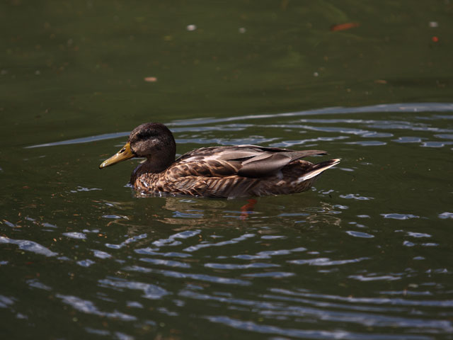 Wild duck on Red Lake