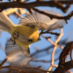 Tit bird flying 1