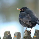 Blackbird 1