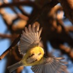 Tit bird flying 2