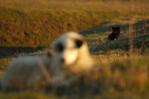 Flock watchers