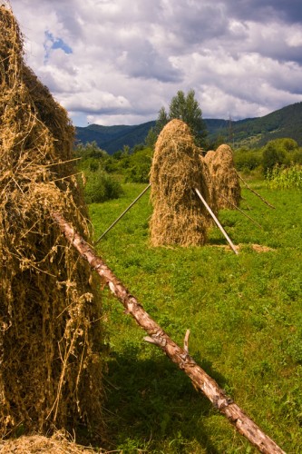 Hay cock