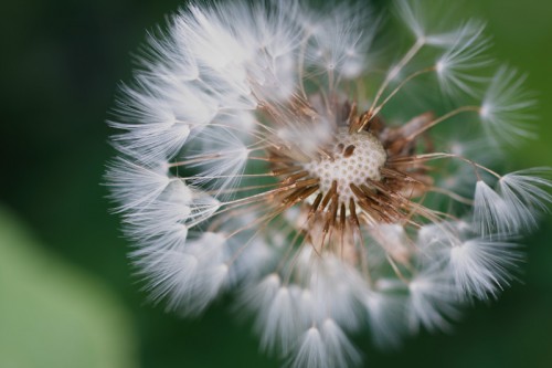 Broken dandelion