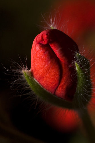 Flower bud