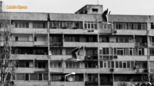 Day 14 - Seagulls